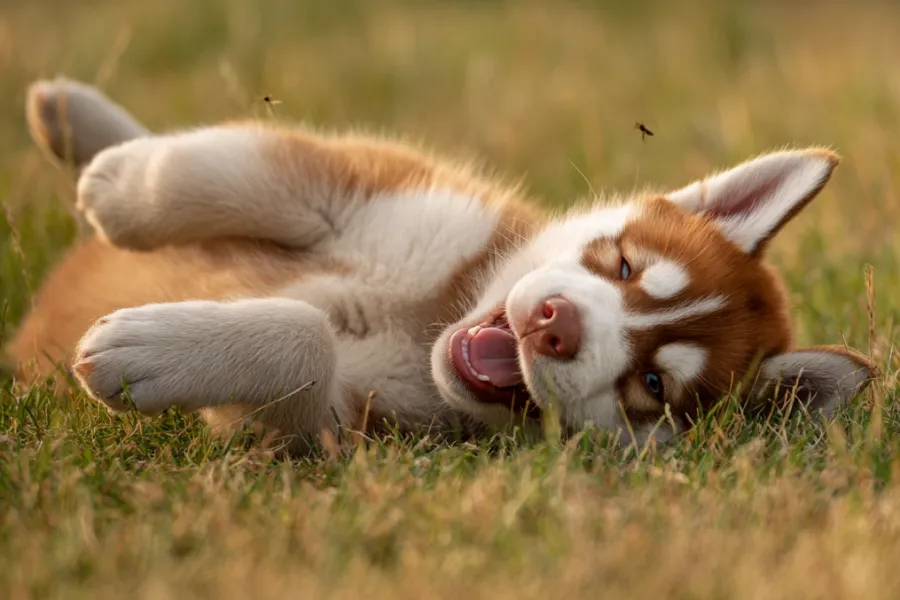 Dog Health by Season