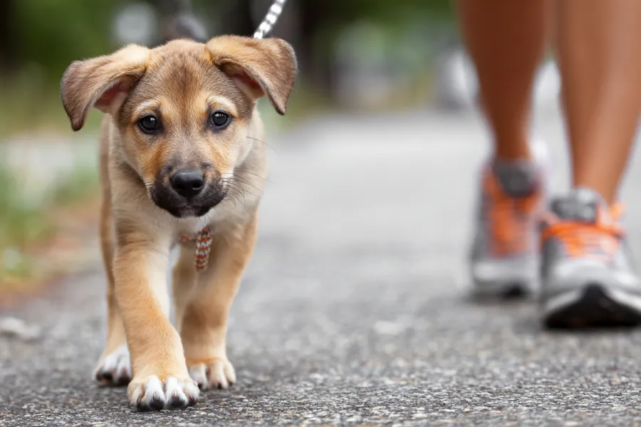 Dog Travel Planning Guide