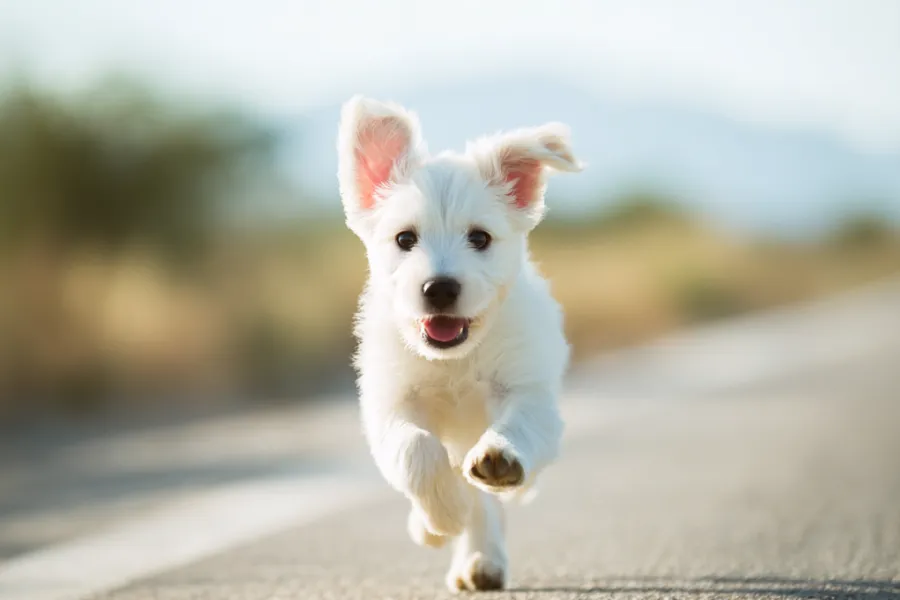 Pet-Friendly Travel Planner