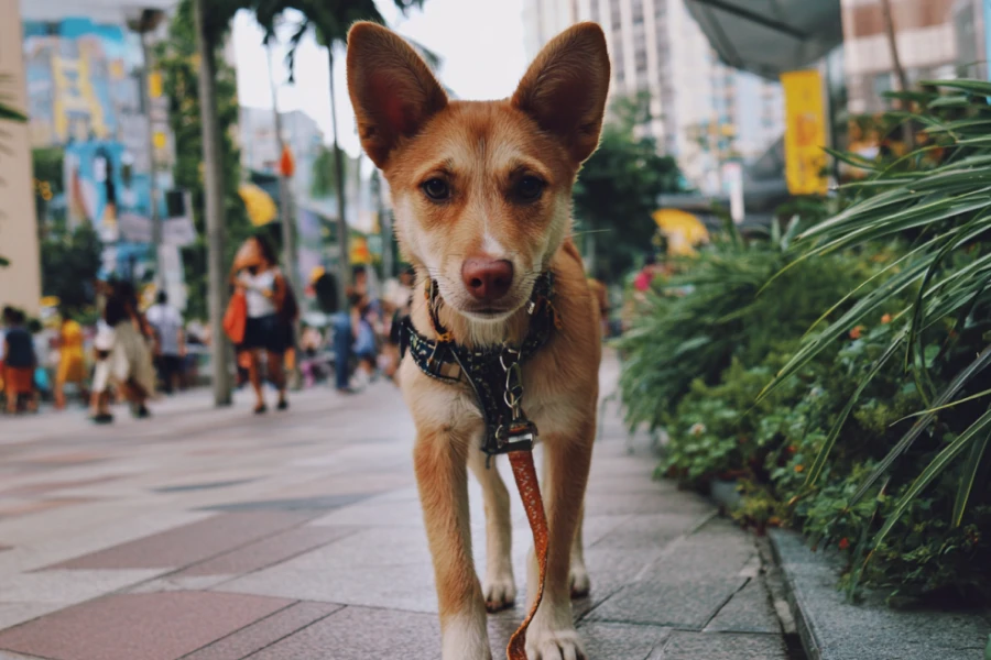 Stress-Free Travel with Dogs